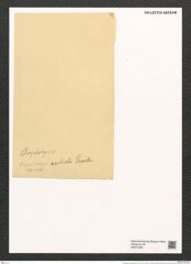 Omphalopsis australis Grev. (de-Toni-Nr.: Genus 82, Species 2897) Zeichnungen Sammlung Grunow (NHMW-BOT-W0374336)